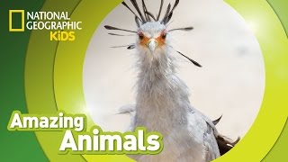 Secretary Bird  Amazing Animals [upl. by Hermina]