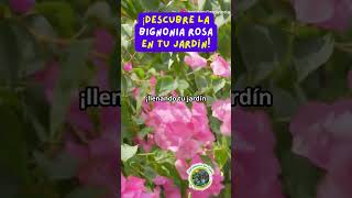 ¡Descubre la Bignonia rosa en tu jardín [upl. by Phia]