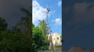 coconut tree cutting my skills [upl. by Beauvais]