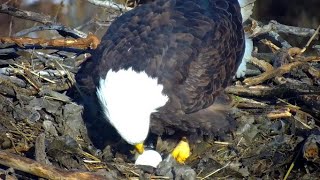 Bald eagles in Minnesota [upl. by Vevay814]