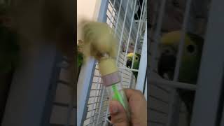 Parrot vs Toy Bird lol😅 [upl. by Ajed]