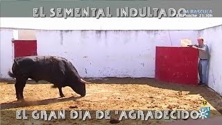 El Semental Indultado Gran Día De quotAgradecidoquot [upl. by Alrahc]