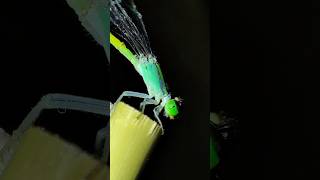 Dragonfly ❌ Damselflies ✅ insects [upl. by Meibers]