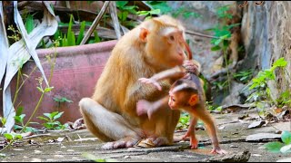 Stop Mom SARIKI monkey is very surprised that her mother to taking care of her [upl. by Denison]