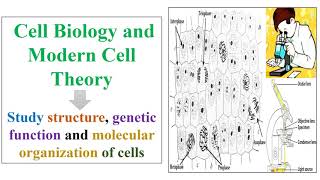 Cell Biology and Modern Cell Theory [upl. by Clarie90]