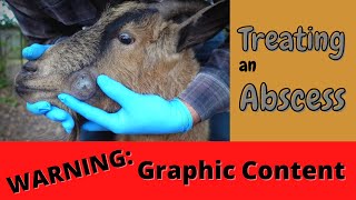 Treating an Abscess  Goat Health Care  Graphic Warning [upl. by Maxwell]