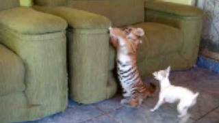 Tiger Cub playing with dog Tigrinho brincando com cão [upl. by Henghold]