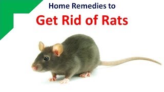 Home Remedies To Get Rid Of Rats With Ammonia And Bay Leaf [upl. by Assilev]