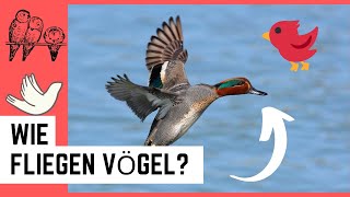 Wie fliegen Vögel [upl. by Oflunra760]