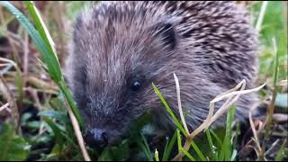 Hedgepig hunting [upl. by Cirred]