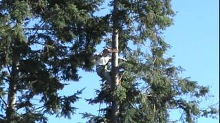 Tree Topping Fail  Tree Cutting Goes Horribly Wrong [upl. by Woody696]