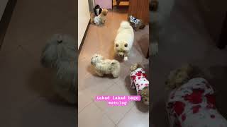 Gabi gabi ganyan gawa nila para mahimbing ang tulog❤️dogs doglover cute [upl. by Yanarp]