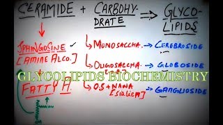 GLYCOLIPIDS  Biochemistry Concepts amp Brief Lipid Classification Cerebrosides Gangliosides etc [upl. by Annairt]