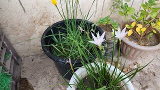 how to grow Rain lily bulbs in potsGrow rain lily from seeds and bulb rainlilylilyflowerseeds [upl. by Aerdnak905]