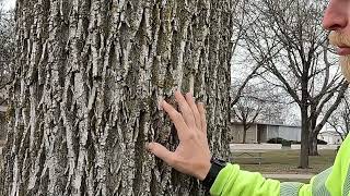 Ash tree identification [upl. by Soelch]