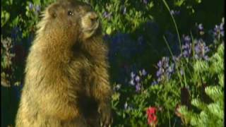 Hoary Marmot eating plants in Mount Rainier National Park [upl. by Mann301]