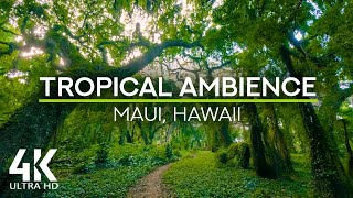 8 HRS Tropical Ambience  Exotic Birds Chirping in Tropical Forest  Nature Soundscape  4K UHD [upl. by Wakerly]