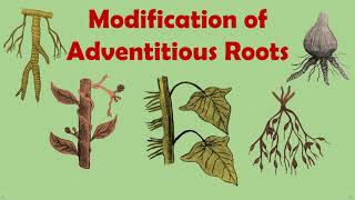 Gettingtoknowthelifescience Modification Of Adventitious Roots [upl. by Isadora]