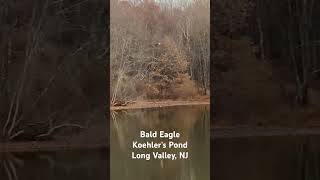 Bald eagle sighting Koehler’s Pond Long Valley New Jersey November 6 2024 [upl. by Aleibarg452]