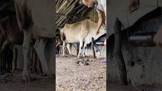 Quick intravenous infusion of calcium borogluconate in jugular vein of a cowcow tiktok short video [upl. by Blandina247]