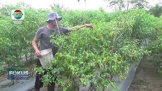 PETANI SUKSES BUDI DAYA CABAI RAWIT ABSOLUT [upl. by Donalt]