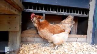 About Salmon Faverolle chickens for backyard flocks and pets [upl. by Leor]