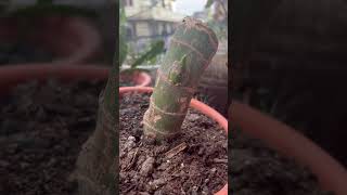 Dieffenbachia plant propagation from cutting🌱🌱dieffenbachiashortsyoutubeshorts [upl. by Shanly]