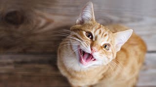 cat sound  বিড়ালের ডাক  cats and kittens meowing  cat voice  cat sound effects catsounds meows [upl. by Oeak]