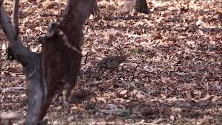 Вальдшнепы лат Scolopax rusticola  Eurasian Woodcocks  ヤマシギ [upl. by Aphrodite]