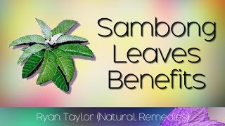 Sambong Leaves Benefits and Uses [upl. by Odlabu933]