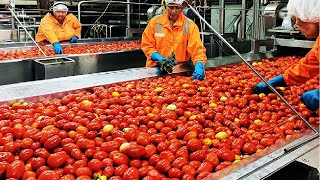 Tomato Processing Technology  How Tomato Ketchup Is Made  Ketchup Tomato Factory [upl. by Cathyleen]