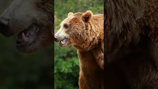 Bears are carnivoran mammals of the family Ursidae ˈɜːrsɪdiː daɪbear mammals [upl. by Lawlor]