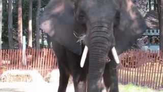 Nosey Doesnt Deserve a Death Sentence [upl. by Melva]