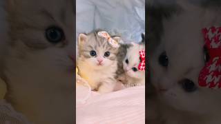 Des mignons chatons💕😻 cat cute kitten [upl. by Tenom]