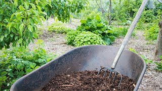 the TRUTH about using Wood Chips in the Garden [upl. by Arised]