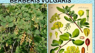 BERBERIS VULGARIS  ΑΝΤΙΜΕΤΩΠΙΣΗ ΟΞΕΩΝ ΚΑΤΑΣΤΑΣΕΩΝ ΜΕ ΟΜΟΙΟΠΑΘΗΤΙΚΗ [upl. by Acemahs]