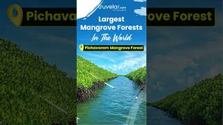 Discover the Worlds Largest Mangrove Forests A Visual Journey [upl. by Eelarbed]