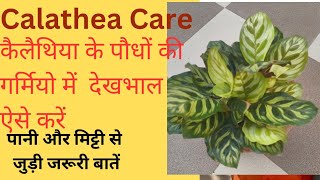 How To Care Calathea Plant In Summerकैलेथिया के पौधों की देखभाल ऐसे करें खराब नहीं होंगे l [upl. by Fadiman]