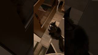 Cat convinces owner to assist with the door [upl. by Iveel]