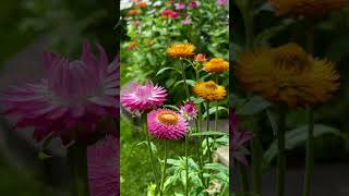 Helichrysum Bracteatum Everlasting Flower in my Garden Toronto 蜡菊花 20240718 [upl. by Eisned448]