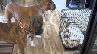 Bella the Boxer Breaks Out Cooper [upl. by Letnohc565]