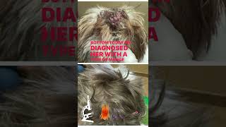 Mange in Dogs  before amp after treatment [upl. by Tipton144]