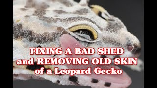 FIXING A BAD SHED and REMOVING OLD SKIN of a Leopard Gecko [upl. by Jerrol]