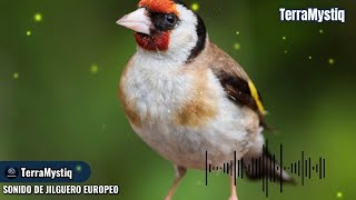 ESCUCHA los ENCANTADORES CANTOS y TRINOS del JILGUERO EUROPEO [upl. by Rudyard871]