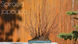 Spiraea japonica Repotting 2024  Arkefthos Bonsai [upl. by Yelsgnik]