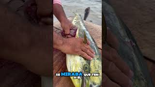 ¿Sabias esto😱Toda esta SARDINA se comio este Dorado 🎣 fishing lapesca fish [upl. by England]