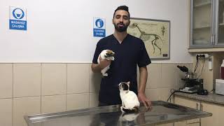 KEDÄ° VE KÃ–PEKLER HAKKINDA HARÄ°KA BÄ°LGÄ°LER UZMANINDAN  VETERÄ°NER HEKÄ°M MEHMET KOÃ‡ [upl. by O'Grady]