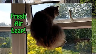 Misty the Tortie Leaps to the Open Window [upl. by Ahsyekat]