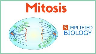 MITOSIS Cell Division for NEET AIIMS AIPMT MCAT JIPMER PREMED [upl. by Brandon214]