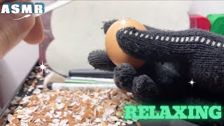 ASMR peel the shiny eggs 3 asmr relaxing [upl. by Etnuad]